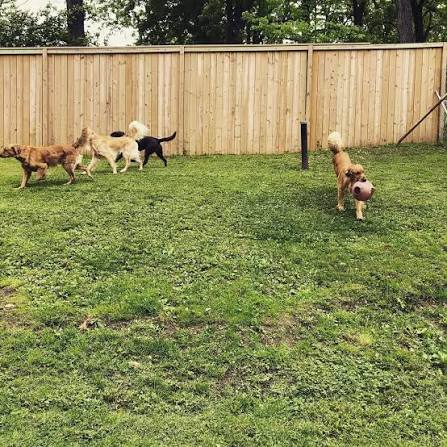 Dogs playing together in the grassy yard at Cherokee Kennels in Fitchburg, Wisconsin
